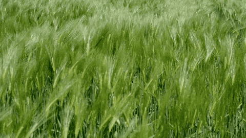 grass swaying in the wind